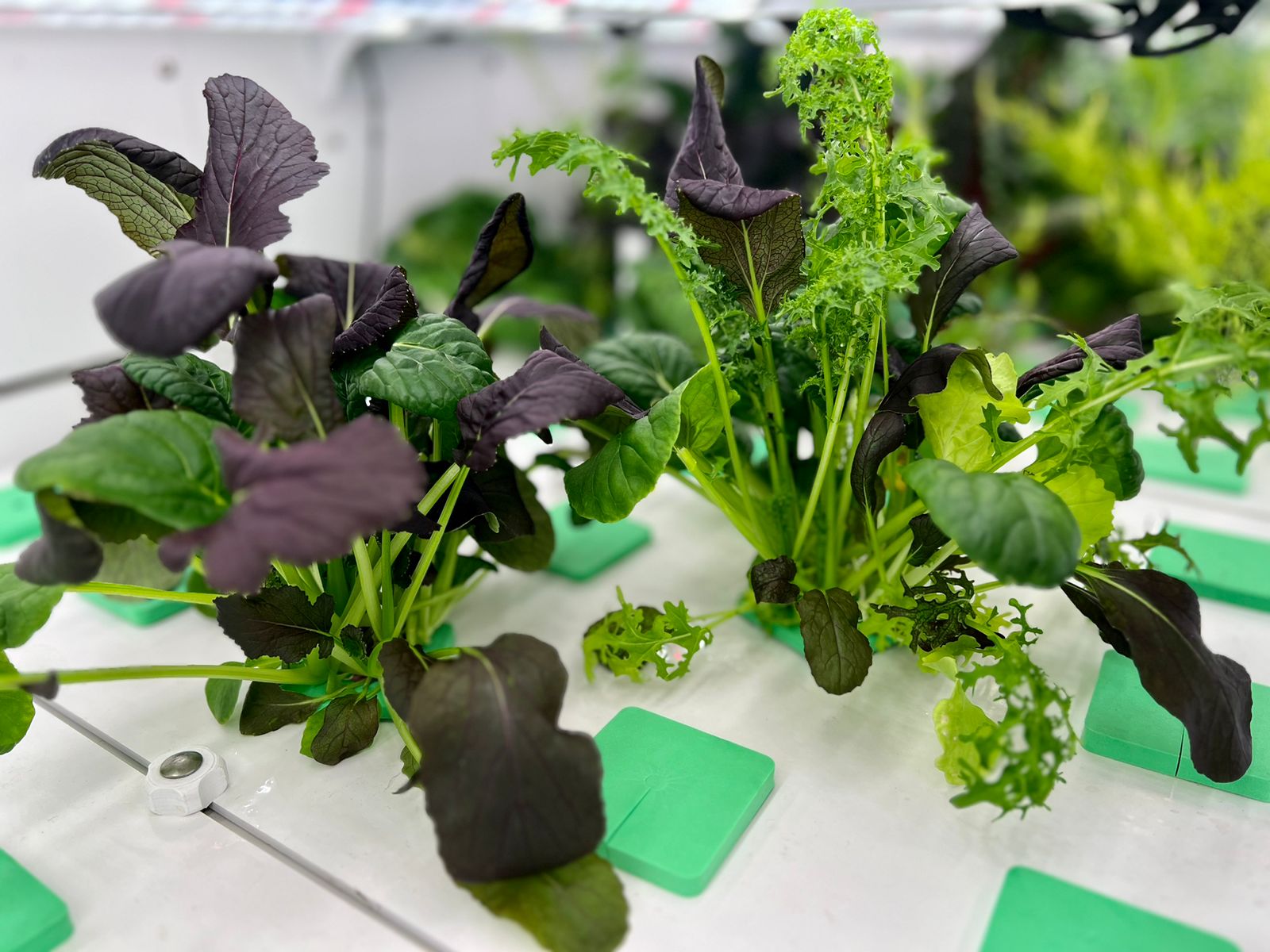 Smart Oasis Life - Plants